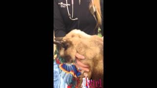 VETgirl Video - Evaluating dehydration based on skin turgor in a cat