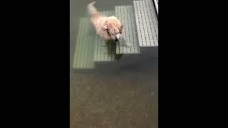 my dogs cry #Shorts #Dog #Funny #Funnyanimals #dogtvideos