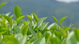 Как выбрать чай. Критерии качества китайских чаев. www.realchinatea.ru