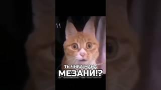 ть чи ба мана мезани? #shortsvideo #shortvideo #shorts #short #юмор #смех #прикол #прикол2024