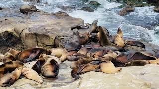 Playful Sea Lions La Jolla Cove California