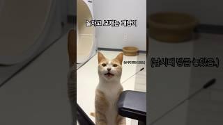 놀자고 보채는 개냥이 고양이와 놀아주기 힘들다