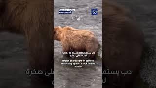 Brown bear caught on camera scratching against a rock for five minutes