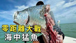 鯊魚群包圍漁船搶劫大魚，狠人手握誘餌近距離逗釣，鯊魚惡狗撲食一樣全沖上來了
