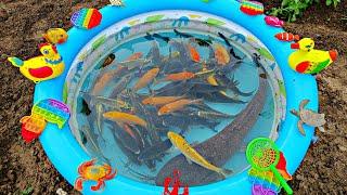 Fishing for betta fish in the pond, catfish, ornamental fish, koi fish, goldfish, real turtles, duck