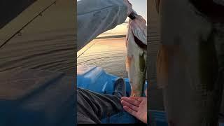 Sunrise Bass #shorts #maine #fishing