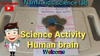 science activity human brain... namir kids science lab.. #internalbodyparts #humanbrain