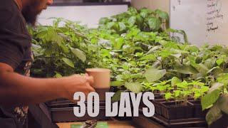 Mastering Pepper Germination In Under 30 Days