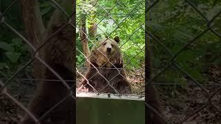 Zoo - Brown Bear