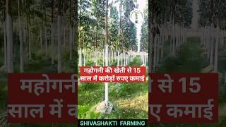 #mahogany महोगनी की सबसे बेस्ट प्रजाति || अफ्रीकन सूटेनिया #agriculture #farmer #farming