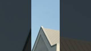 Lots of gulls flying about in Thickwood Fort McMurray Alberta Canada This Evening