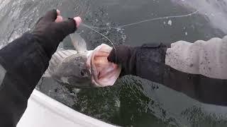 First Fish Of 2025 Chesapeake Bay Maryland