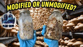 How to Make Jar Lids, Modified and Unmodified, Which is Best? Mycology (Mushroom Mastery Part 3)