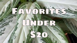 $20 or Less Favorite Common House Plants Easy to Grow Beginner Friendly Indoor Plants