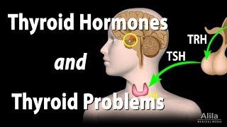 Thyroid Gland, Hormones and Thyroid Problems, Animation