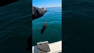 Lingcod Fishing in Washington State  #pnw #pugetsound