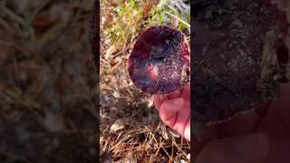 Как прячется Сыроежка🫣 Келе Russula queletii  drimeia var. queletiisardonia queletii #flavovirens