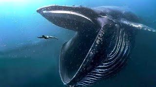 The 10 GIANTS of the Oceans: The Species of WHALES That Will Surprise You