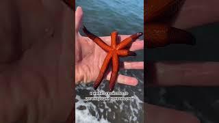 Морская звезда на пляже Бали #bali #бали #shortvideo #shorts #морскаязвезда #seastar #starfish