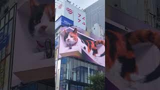 The #Shinjuku #kitty #cat last time I was there (back in summer)
