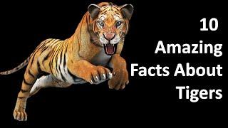 10 Amazing Facts About Tigers || Amazing Facts || S Info Fact Hub.