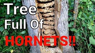 MASSIVE European Hornet Nest Inside Tree | SWARM | Wasp Nest Removal