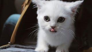 女主播成功拐骗小猫回家，喵星人居然认贼做母！｜花花与三猫 Cat Live