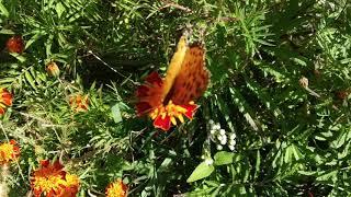 common fritillary butterfly