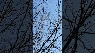 Cardinal - Official Audio (Bird Sound)