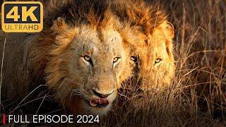 WILD SERENGETI 4K | Battle for Survival in Lions Territory | Nature Animal Documentary