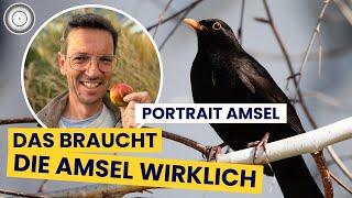 So förderst du die fantastische AMSEL wirklich in DEINEM GARTEN!