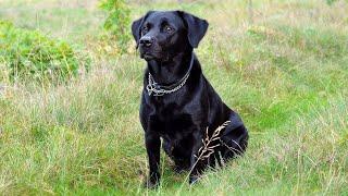 Black Labrador Barking Voice | My Cute Lovely Labra Dog | Forever Wild |