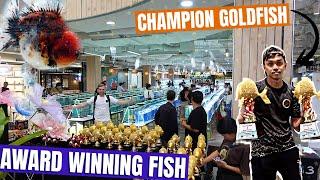 THAILAND goldfish SHOW WINNERS | WORLD CLASS FISH