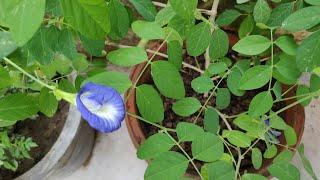 How To Grow & Care Clitorea Ternatea / Aparajita Plant in Pots - चमत्कारी पौधा अपराजिता