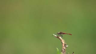 Ruddy Darter on branch 