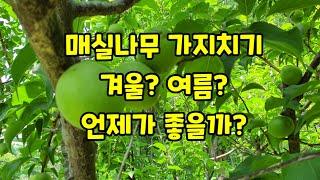 농약을 안치고도 매실 수확할 수 있는 방법
