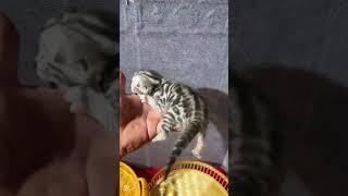 #pets #studywithmeandmycat #cat
