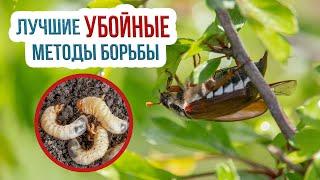 Как бороться с майским жуком? Как уничтожить личинку майского жука