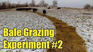 Bale Grazing Experiment #2