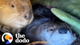 Beaver And Otter Play 24/7 | The Dodo Odd Couples