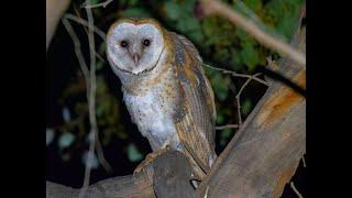 HDObservations : Barn Owl (4K UHD)