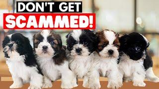 How To Find A Responsible Shih Tzu Breeder (and What To AVOID)?