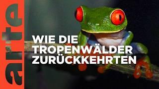 Costa Ricas Wälder | Metamorphosen - Die Wildnis kehrt zurück | Doku HD Reupload | ARTE