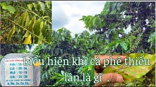 Cà phê bón thêm lân đơn có bị thừa lân ?