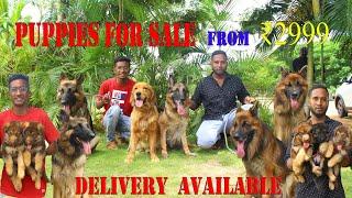 German Shepherd Puppies Sale | Exotic German Shepherd | Rare Colour  Shepherd Dog for Sale All Bread