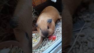 krosh guinea pig 🫶#guineapig