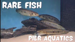 FISH SHOP TOUR | PIER AQUATICS