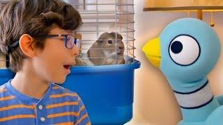 The Pigeon Learns How to Take Care of a Pet  | Mo Willems Workshop