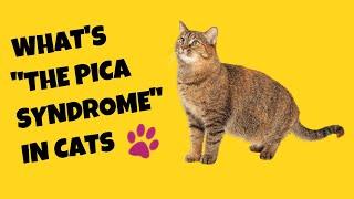 Understanding Pica Syndrome in Cats and How to Treat It - Cat's Knowhow