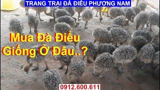 Đà Điểu Giống Chuyển Giao Đi Lạng Sơn, PHUONG NAM TV, Trang Trại Đà Điểu Phương Nam